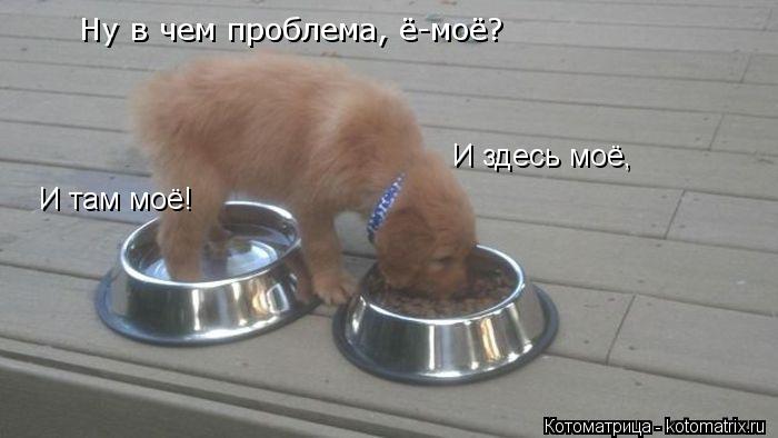 И там моё! И здесь моё, Ну в чем проблема, ё-моё?... Котоматрица: И там моё! И здесь моё, Ну в чем проблема, ё-моё?