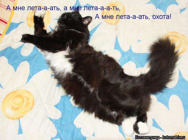 А мне лета-а-ать, а мне лета-а-а-ть, А мне лета-а-ать, охота!... Котоматрица: А мне лета-а-ать, а мне лета-а-а-ть, А мне лета-а-ать, охота!