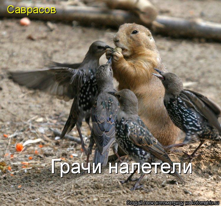 Грачи налетели Саврасов... Котоматрица: Грачи налетели Саврасов