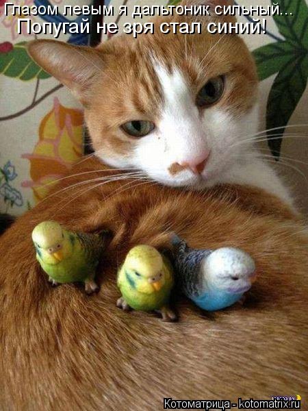 Котоматрица: Глазом левым я дальтоник сильный... Попугай не зря стал синий!