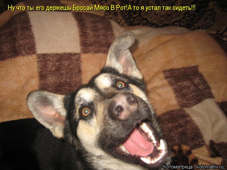 Ну что ты его держешь Бросай Мясо В Рот!А то я устал так сидеть!!!... Котоматрица: Ну что ты его держешь Бросай Мясо В Рот!А то я устал так сидеть!!!