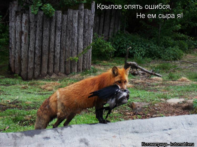 Крылов опять ошибся, Не ем сыра я!... Котоматрица: Крылов опять ошибся, Не ем сыра я!
