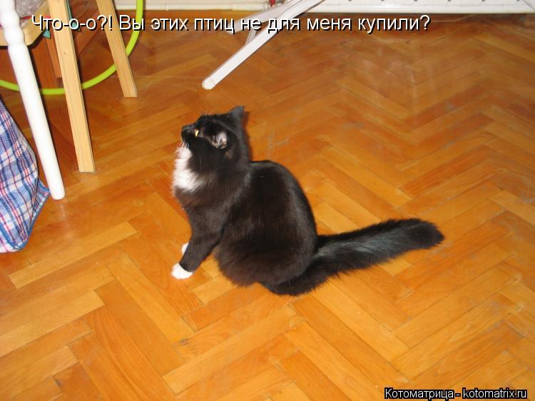 Что-о-о?! Вы этих птиц не для меня купили?... Котоматрица: Что-о-о?! Вы этих птиц не для меня купили?