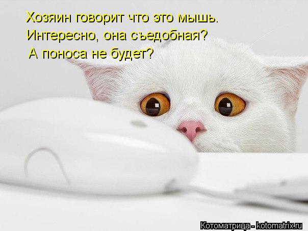Котоматрица: Хозяин говорит что это мышь. Интересно, она съедобная? А поноса не будет?