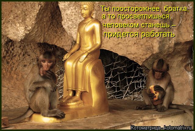 Ты поосторожнее, братка, а то просветлишься, человеком станешь – придется работать... Котоматрица: Ты поосторожнее, братка, а то просветлишься, человеком станешь – придется работать
