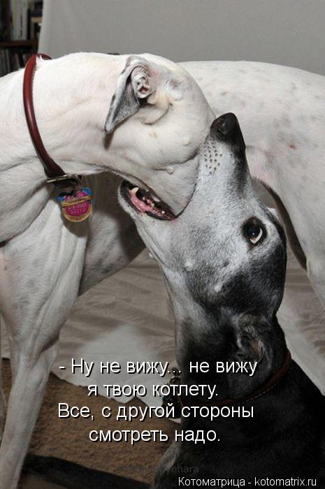 - Ну не вижу... не вижу я твою котлету. Все, с другой стороны смотреть надо.... Котоматрица: - Ну не вижу... не вижу я твою котлету. Все, с другой стороны смотреть надо.