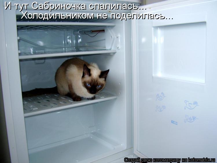 Котоматрица: И тут Сабриночка спалилась... Холодильником не поделилась...