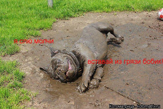 Котоматрица: я спю молчи вставай из грязи бобик!