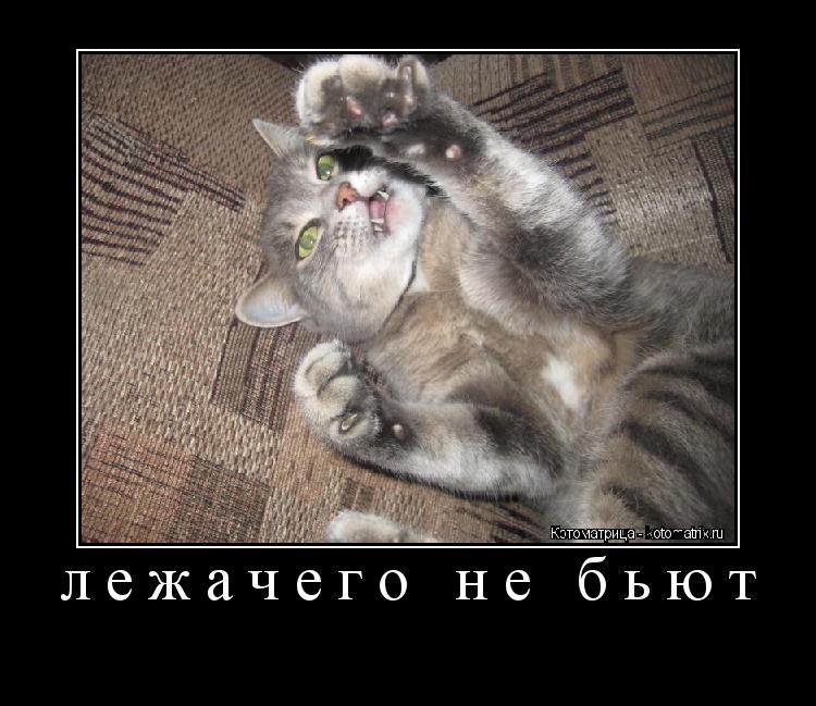 лежачего не бьют ... Котоматрица: лежачего не бьют