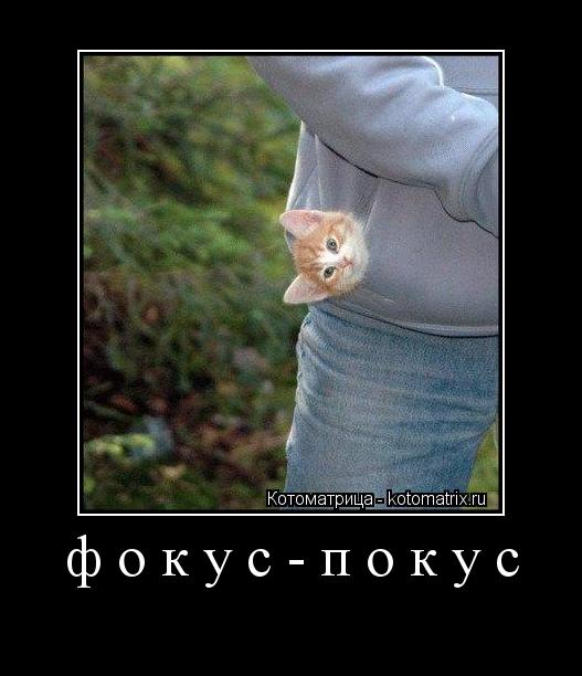 фокус-покус ... Котоматрица: фокус-покус