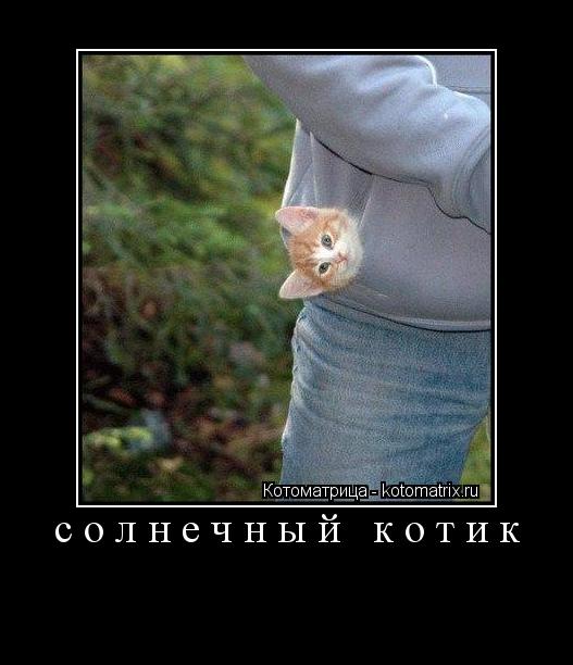 солнечный котик ... Котоматрица: солнечный котик
