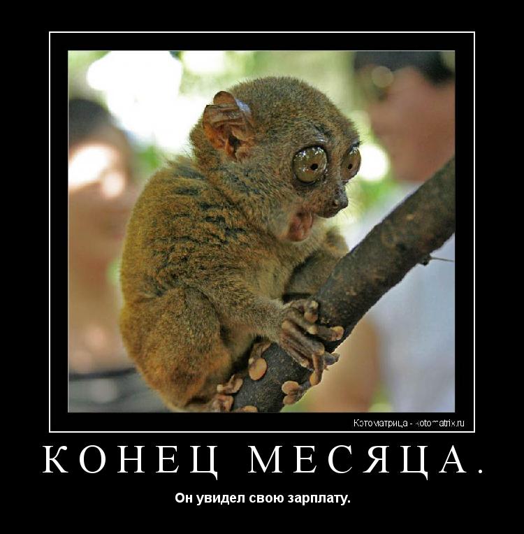 КОНЕЦ МЕСЯЦА. Он увидел свою зарплату.... Котоматрица: КОНЕЦ МЕСЯЦА. Он увидел свою зарплату.