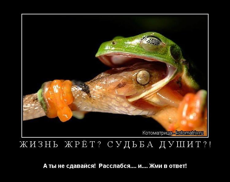 ЖИЗНЬ ЖРЁТ? СУДЬБА ДУШИТ?! А ты не сдавайся! Расслабся.... и.... Жми в ответ!... Котоматрица: ЖИЗНЬ ЖРЁТ? СУДЬБА ДУШИТ?! А ты не сдавайся! Расслабся.... и.... Жми в ответ!