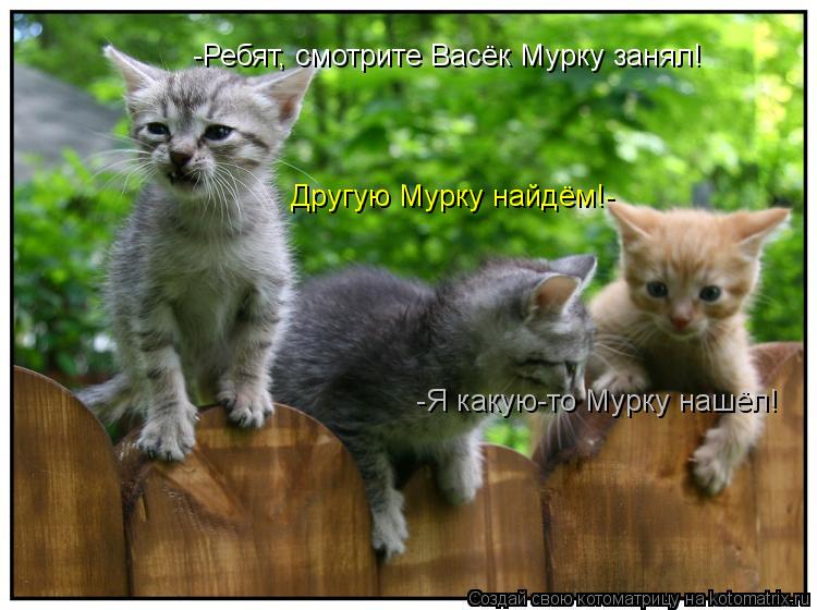 -Ребят, смотрите Васёк Мурку занял! Другую Мурку найдём!- -Я какую-то Мурку нашёл!... Котоматрица: -Ребят, смотрите Васёк Мурку занял! Другую Мурку найдём!- -Я какую-то Мурку нашёл!