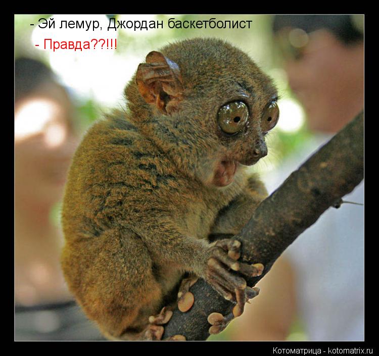 - Эй лемур, Джордан баскетболист - Правда??!!!... Котоматрица: - Эй лемур, Джордан баскетболист - Правда??!!!