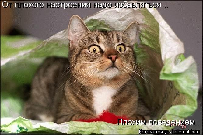 От плохого настроения надо избавляться... Плохим поведением.... Котоматрица: От плохого настроения надо избавляться... Плохим поведением.