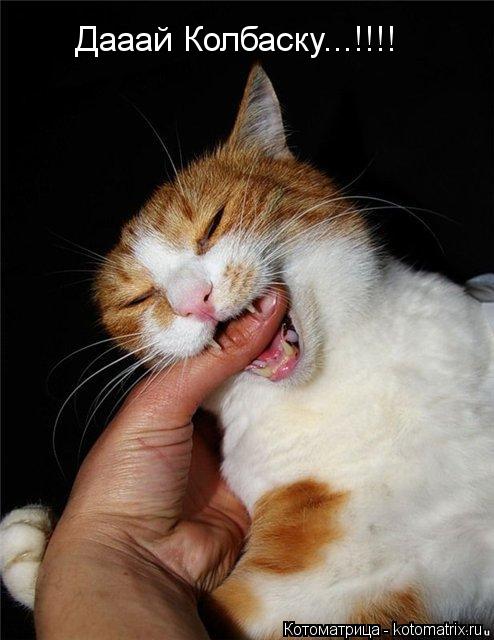 Дааай Колбаску...!!!!... Котоматрица: Дааай Колбаску...!!!!