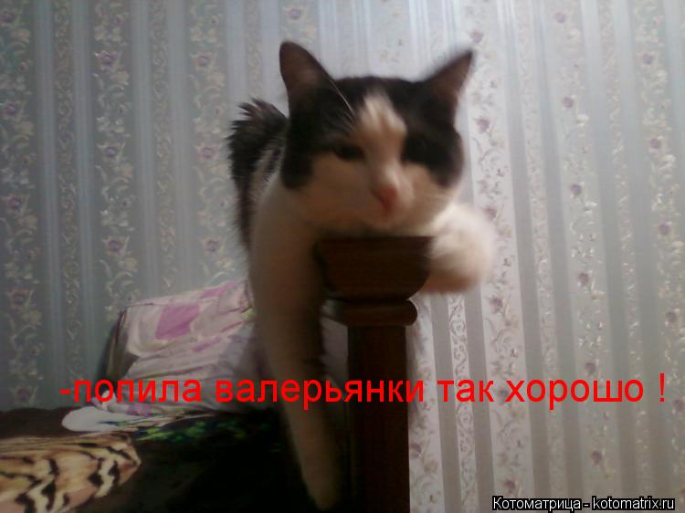-попила валерьянки так хорошо !... Котоматрица: -попила валерьянки так хорошо !