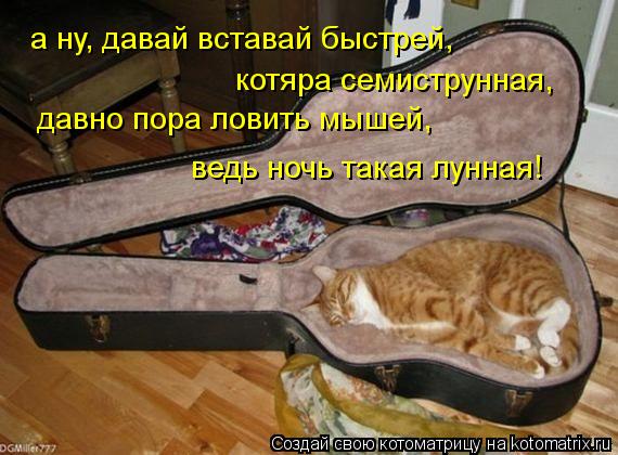 а ну, давай вставай быстрей, котяра семиструнная, давно пора ловить мышей, ведь ночь такая лунная!... Котоматрица: а ну, давай вставай быстрей, котяра семиструнная, давно пора ловить мышей, ведь ночь такая лунная!
