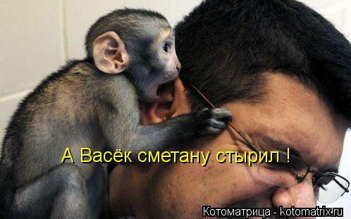 А Васёк сметану стырил !... Котоматрица: А Васёк сметану стырил !