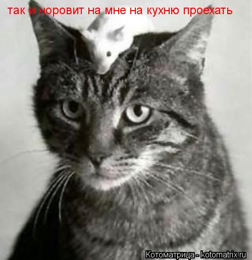 так и норовит на мне на кухню проехать... Котоматрица: так и норовит на мне на кухню проехать