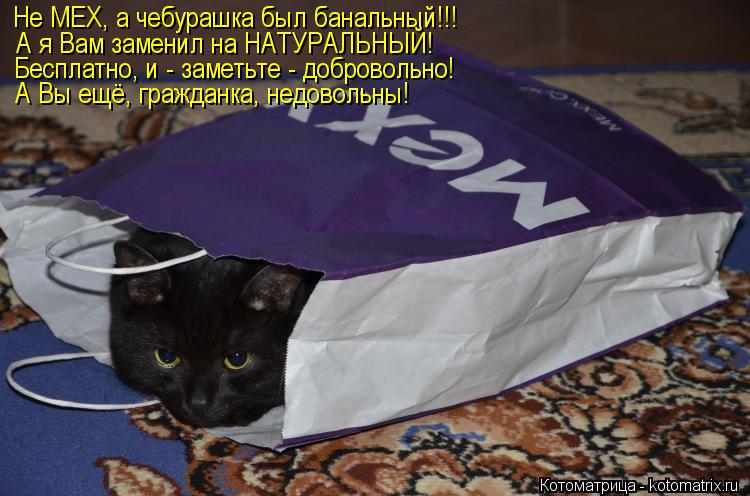 Не МЕХ, а чебурашка был банальный!!! А я Вам заменил на НАТУРАЛЬНЫЙ! Бесплатно, и - заметьте - добров... Котоматрица: Не МЕХ, а чебурашка был банальный!!! А я Вам заменил на НАТУРАЛЬНЫЙ! Бесплатно, и - заметьте - добровольно! А Вы ещё, гражданка, недовольны!