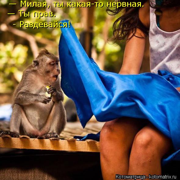 — Милая, ты какая-то нервная. — Ты прав. - Раздевайся!... Котоматрица: — Милая, ты какая-то нервная. — Ты прав. - Раздевайся!