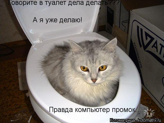 Говорите в туалет дела делать??? А я уже делаю! Правда компьютер промок...... Котоматрица: Говорите в туалет дела делать??? А я уже делаю! Правда компьютер промок...