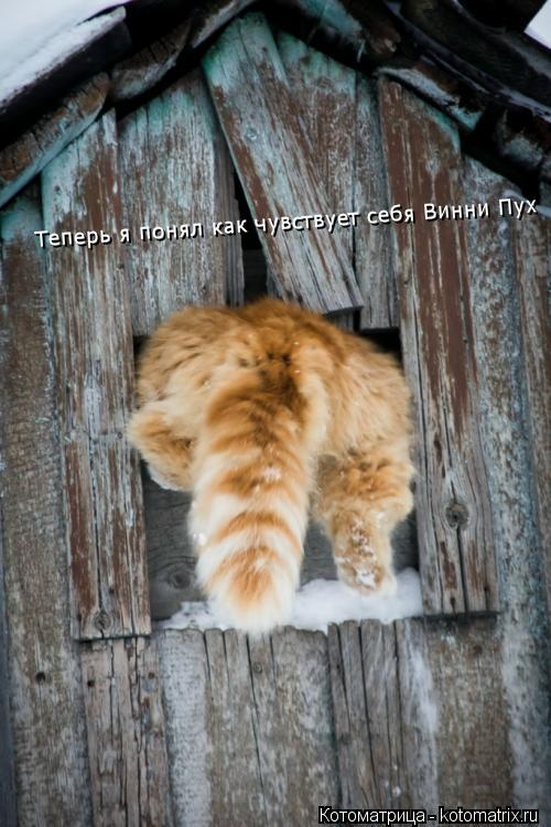 Теперь я понял как чувствует себя Винни Пух... Котоматрица: Теперь я понял как чувствует себя Винни Пух