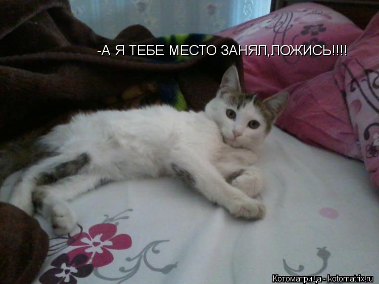 -А Я ТЕБЕ МЕСТО ЗАНЯЛ,ЛОЖИСЬ!!!!... Котоматрица: -А Я ТЕБЕ МЕСТО ЗАНЯЛ,ЛОЖИСЬ!!!!