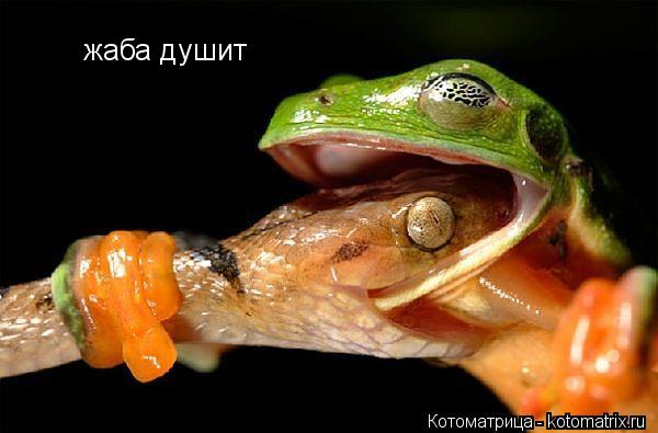 жаба душит... Котоматрица: жаба душит
