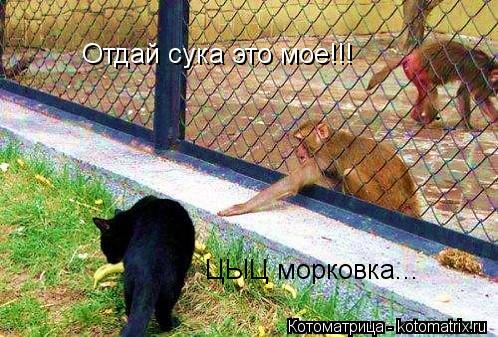Отдай сука это мое!!! ЦЫЦ морковка...... Котоматрица: Отдай сука это мое!!! ЦЫЦ морковка...