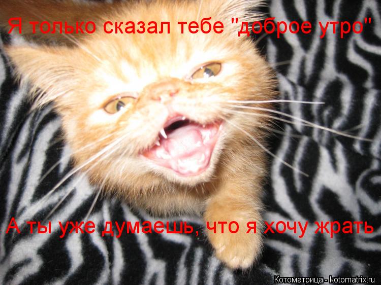 Я только сказал тебе "доброе утро" А ты уже думаешь, что я хочу жрать... Котоматрица: Я только сказал тебе "доброе утро" А ты уже думаешь, что я хочу жрать