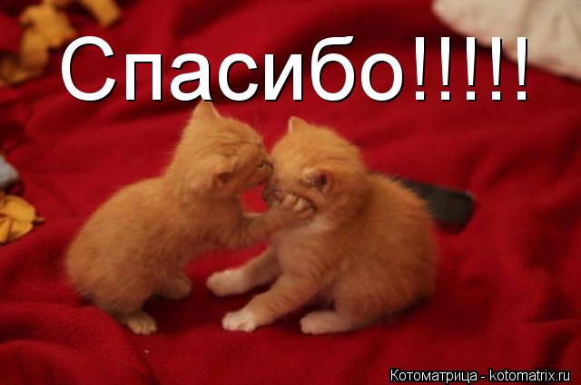 Спасибо!!!!!... Котоматрица: Спасибо!!!!!