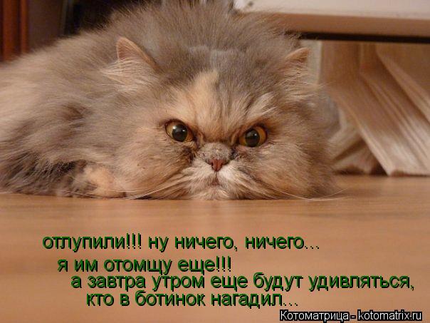 я им отомщу еще!!! а завтра утром еще будут удивляться, отлупили!!! ну ничего, ничего... кто в ботино... Котоматрица: я им отомщу еще!!! а завтра утром еще будут удивляться, отлупили!!! ну ничего, ничего... кто в ботинок нагадил...