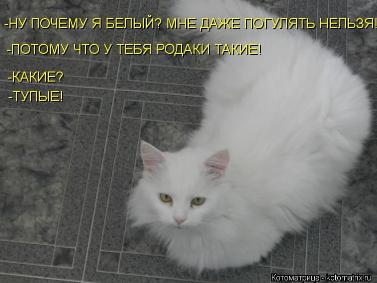 -НУ ПОЧЕМУ Я БЕЛЫЙ? МНЕ ДАЖЕ ПОГУЛЯТЬ НЕЛЬЗЯ! -ПОТОМУ ЧТО У ТЕБЯ РОДАКИ ТАКИЕ! -КАКИЕ? -ТУПЫЕ!... Котоматрица: -НУ ПОЧЕМУ Я БЕЛЫЙ? МНЕ ДАЖЕ ПОГУЛЯТЬ НЕЛЬЗЯ! -ПОТОМУ ЧТО У ТЕБЯ РОДАКИ ТАКИЕ! -КАКИЕ? -ТУПЫЕ!