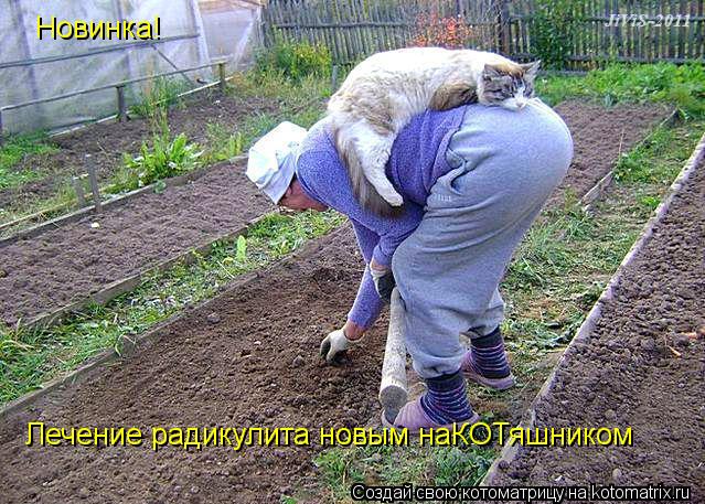 Новинка! Лечение радикулита новым наКОТяшником... Котоматрица: Новинка! Лечение радикулита новым наКОТяшником