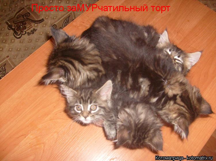 Просто заМУРчатильный торт... Котоматрица: Просто заМУРчатильный торт