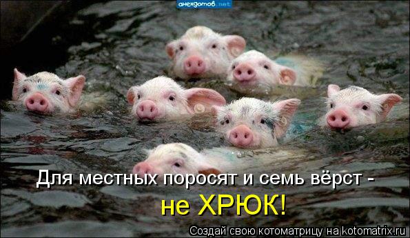 не ХРЮК! Для местных поросят и семь вёрст -... Котоматрица: не ХРЮК! Для местных поросят и семь вёрст -
