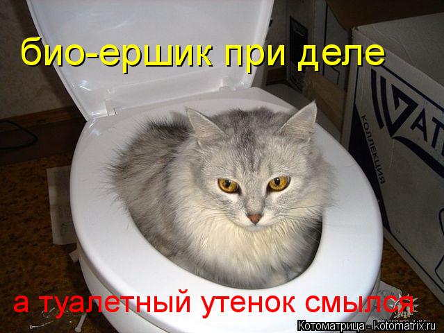 био-ершик при деле а туалетный утенок смылся... Котоматрица: био-ершик при деле а туалетный утенок смылся