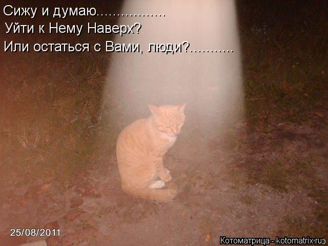 Сижу и думаю................. Уйти к Нему Наверх? Или остаться с Вами, люди?.............. Котоматрица: Сижу и думаю................. Уйти к Нему Наверх? Или остаться с Вами, люди?...........