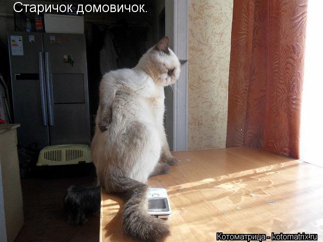 Старичок домовичок.... Котоматрица: Старичок домовичок.