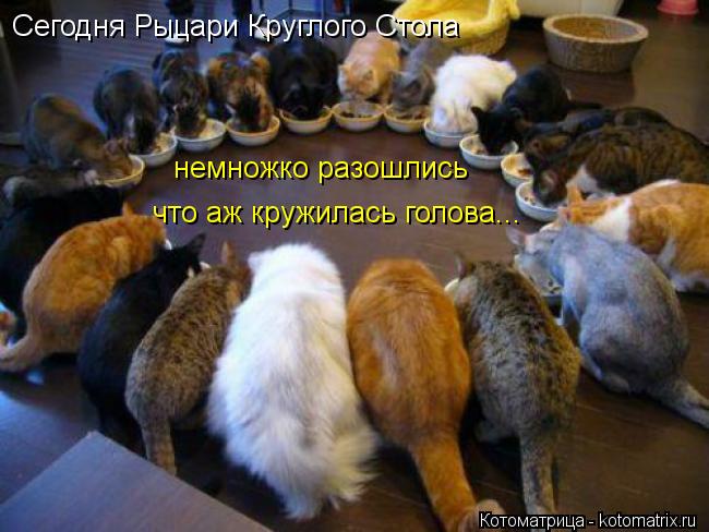 Сегодня Рыцари Круглого Стола что аж кружилась голова... немножко разошлись... Котоматрица: Сегодня Рыцари Круглого Стола что аж кружилась голова... немножко разошлись