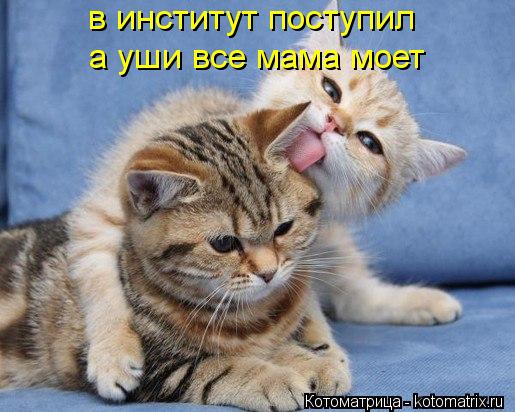 в институт поступил а уши все мама моет... Котоматрица: в институт поступил а уши все мама моет