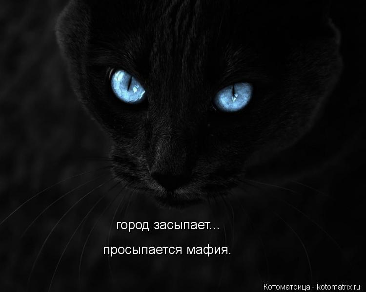 город засыпает... просыпается мафия.... Котоматрица: город засыпает... просыпается мафия.