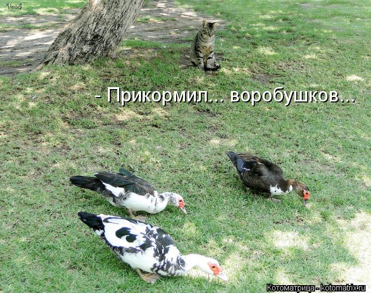 - Прикормил... воробушков...... Котоматрица: - Прикормил... воробушков...