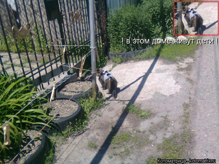 ! в этом доме живут дети !... Котоматрица: ! в этом доме живут дети !