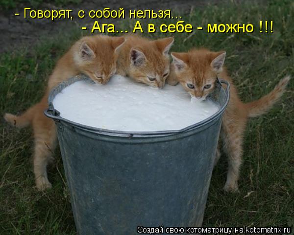 - Говорят, с собой нельзя... - Ага... А в себе - можно !!!... Котоматрица: - Говорят, с собой нельзя... - Ага... А в себе - можно !!!