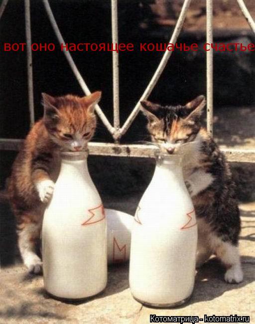 вот оно настоящее кошачье счастье... Котоматрица: вот оно настоящее кошачье счастье