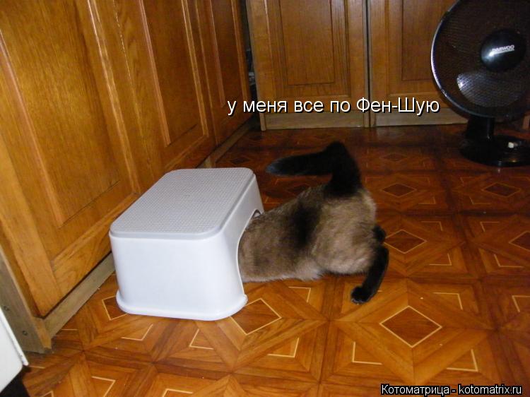 у меня все по Фен-Шую... Котоматрица: у меня все по Фен-Шую
